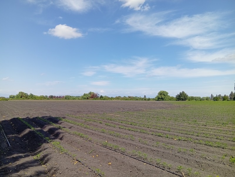 Excelente Parcela Agrícola en Villa Alegre.
