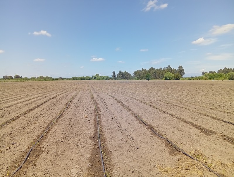 Excelente Parcela Agrícola en Villa Alegre.