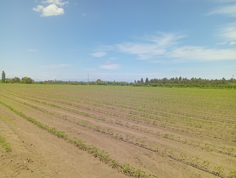 Excelente Parcela Agrícola en Villa Alegre.