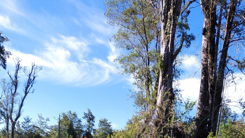 Agro-Parcela Ubicada en Parcelación los Notros Puerto Varas