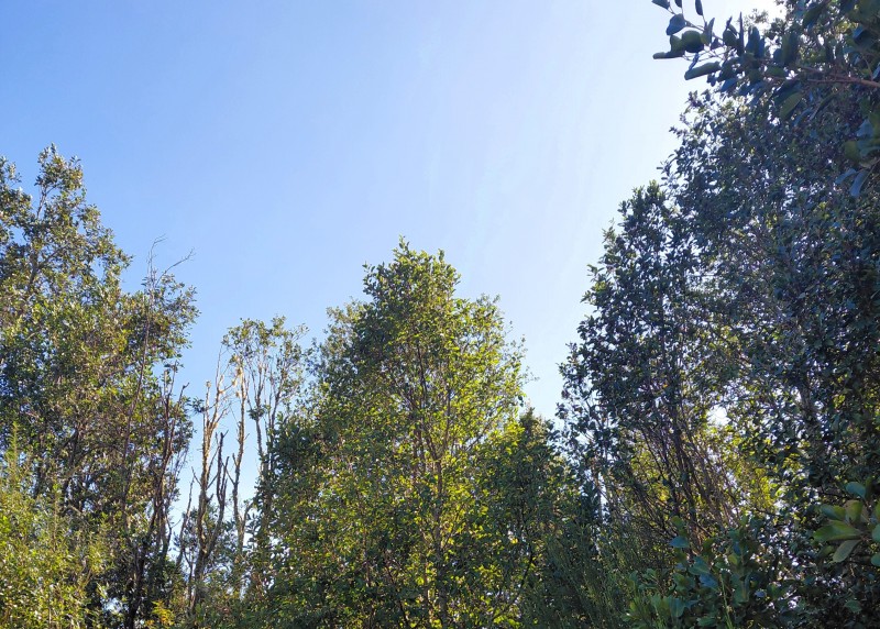 Parcela en Cariquilda Maullin