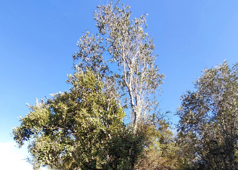Parcela en Cariquilda Maullin