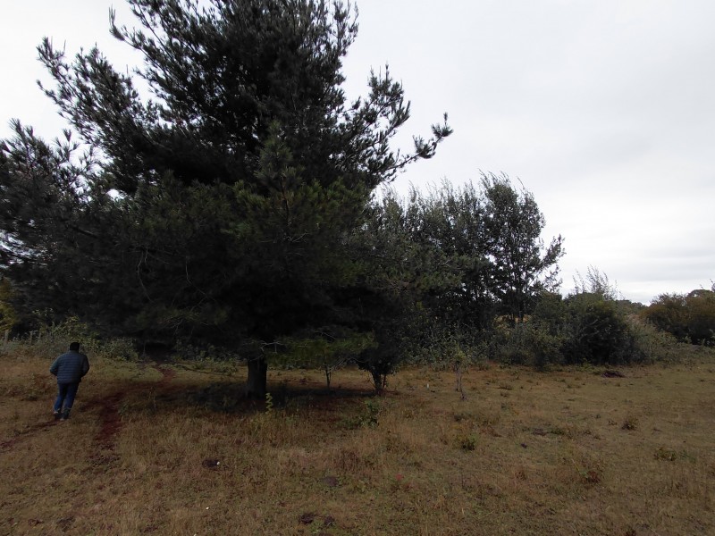 Agro-Parcela en Tegualda