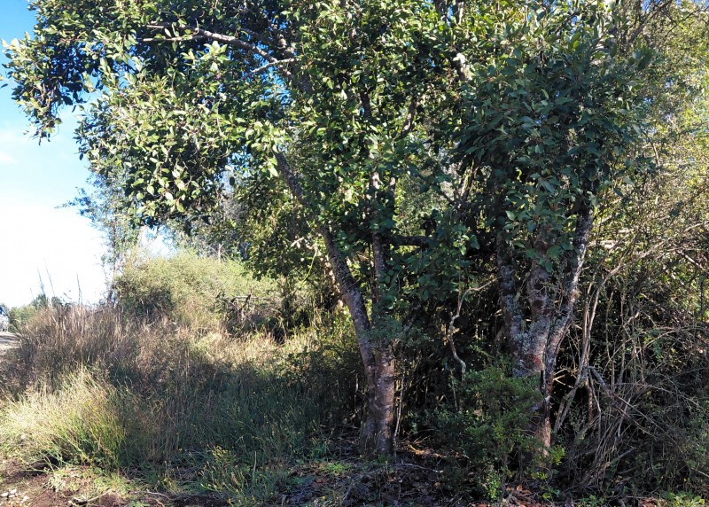 Parcela en Cariquilda Maullin