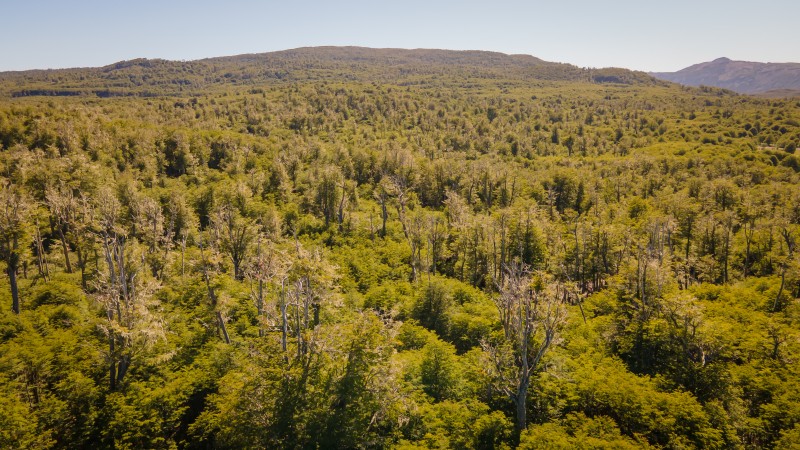 Parcelas de 5.000 M² en Coyhaique - Aguas de Cerro Negro