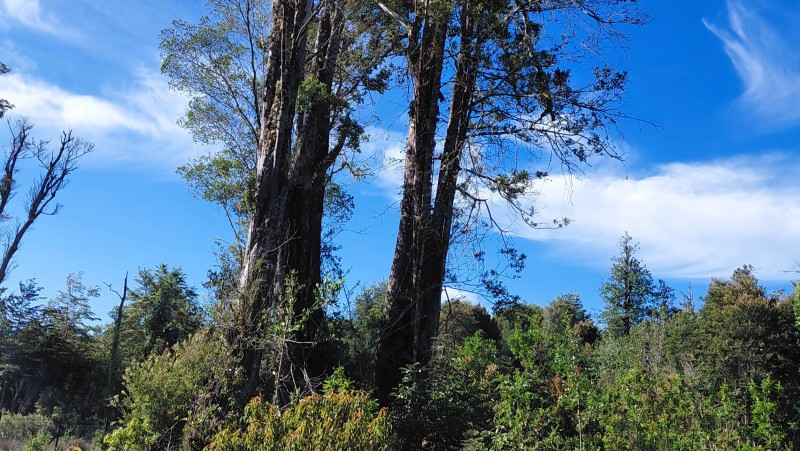 Agro-Parcela Ubicada en Parcelación los Notros Puerto Varas