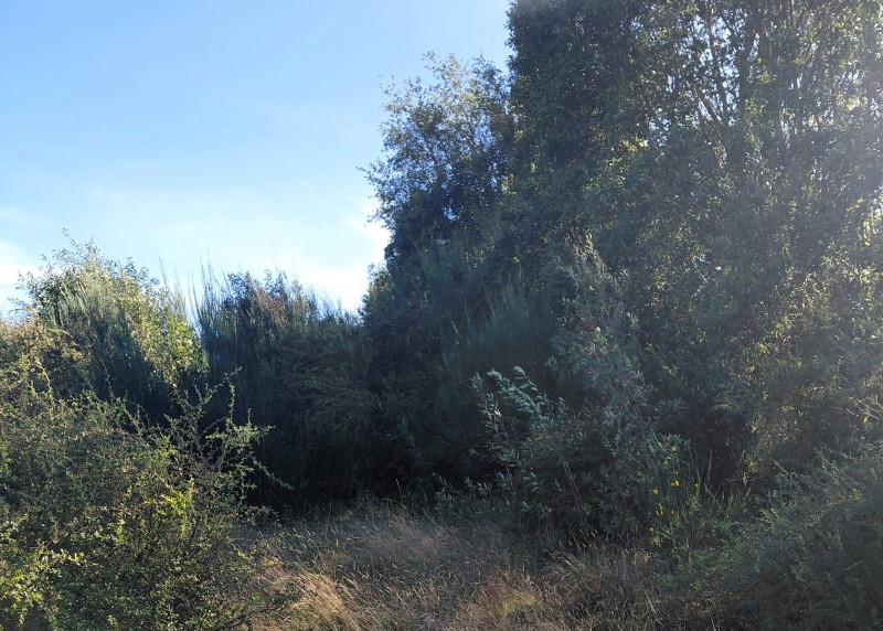 Parcela en Cariquilda Maullin