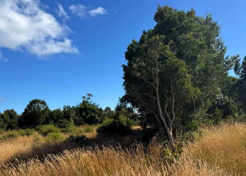 Parcela 63 Ubicada en Parcelación Costa Maullin