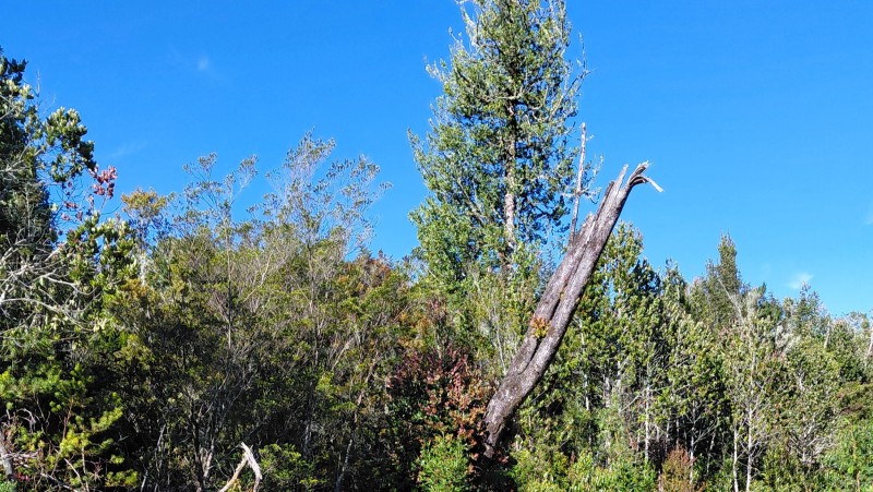 Agro-Parcela Ubicada en Parcelación los Notros Puerto Varas