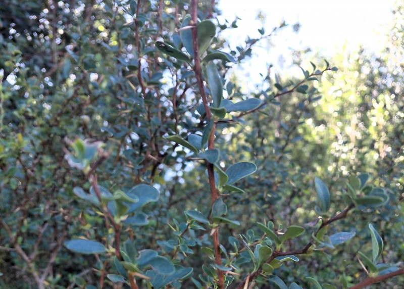 Parcela en Cariquilda Maullin