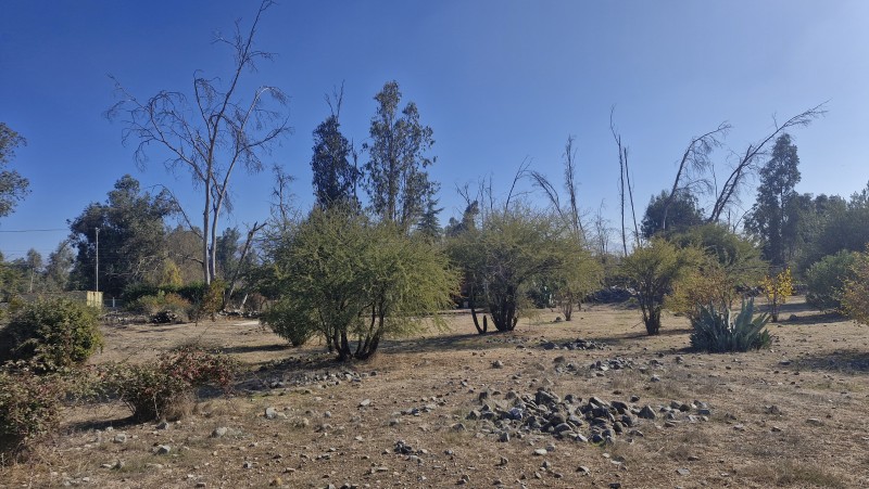 Parcela de Agrado,las Candelaria,mostazal