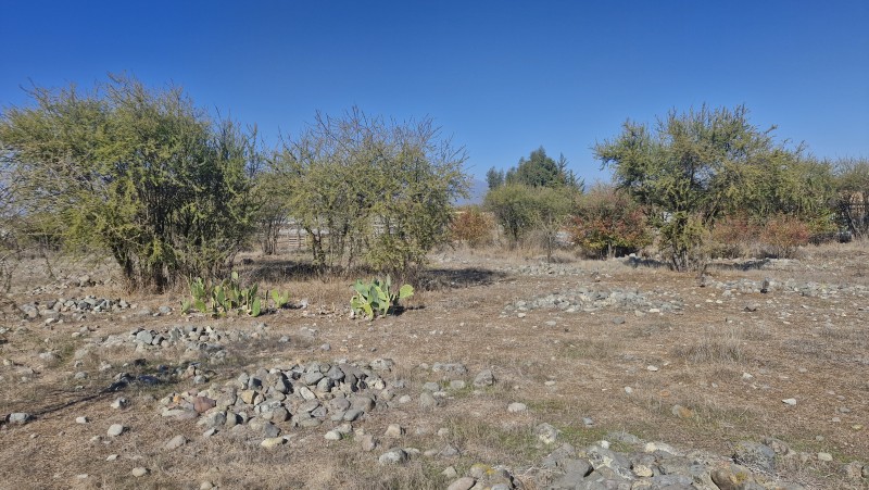 Parcela de Agrado,las Candelaria,mostazal