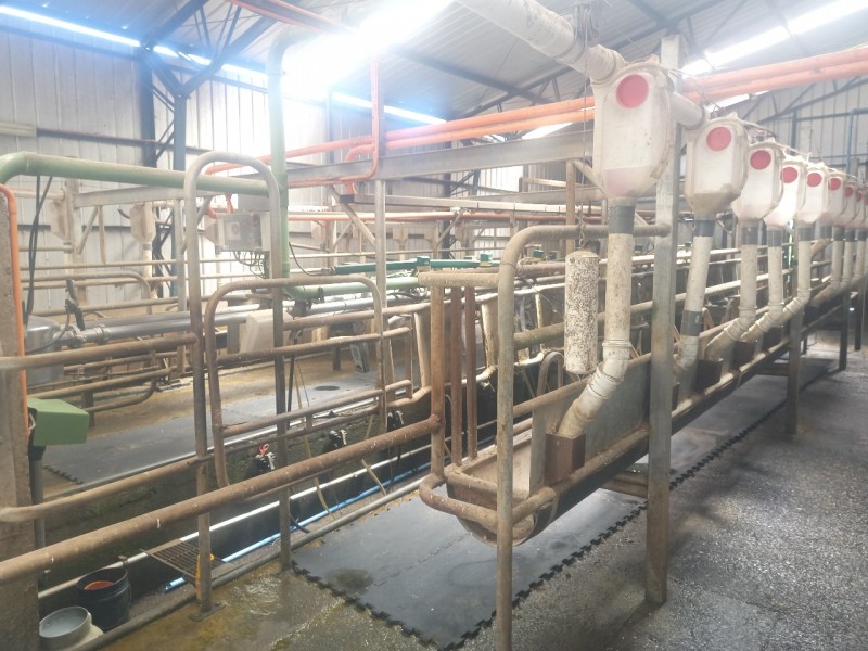 Campo Ganadero Actual Lechería y Quesería