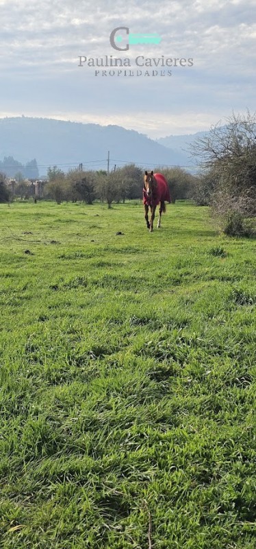Hermosa Parcela los Maitenes Km 10 Camino Zapallar Curicó