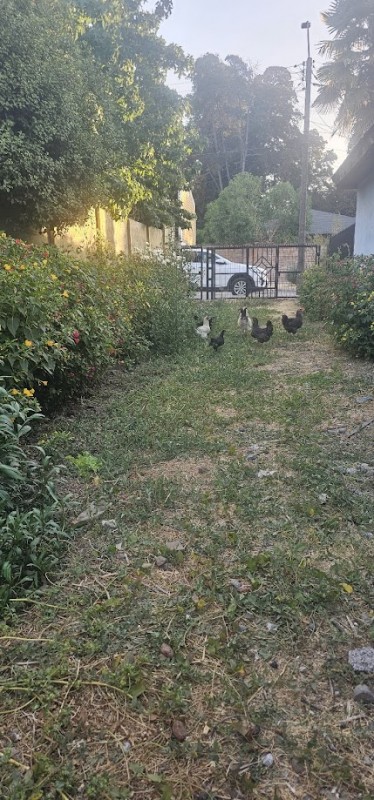 Vendo Sitio Urbano en Lontue, Excelente Ubicación
