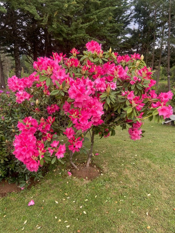 Se Vende Hermosa Casa Parcela Sector el Llano Lautaro