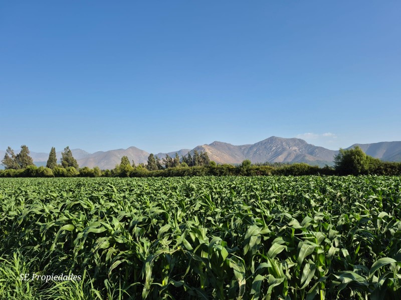 Vendo Terreno Agrícola 2 Há. Sector San José en Catemu
