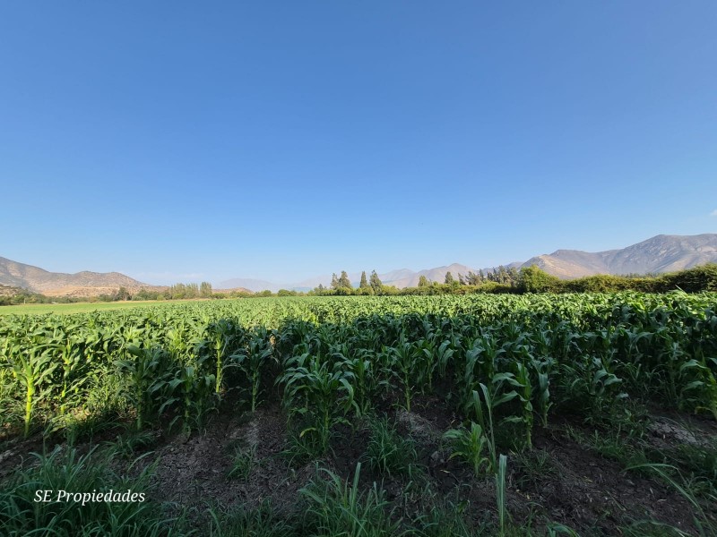 Vendo Terreno Agrícola 2 Há. Sector San José en Catemu