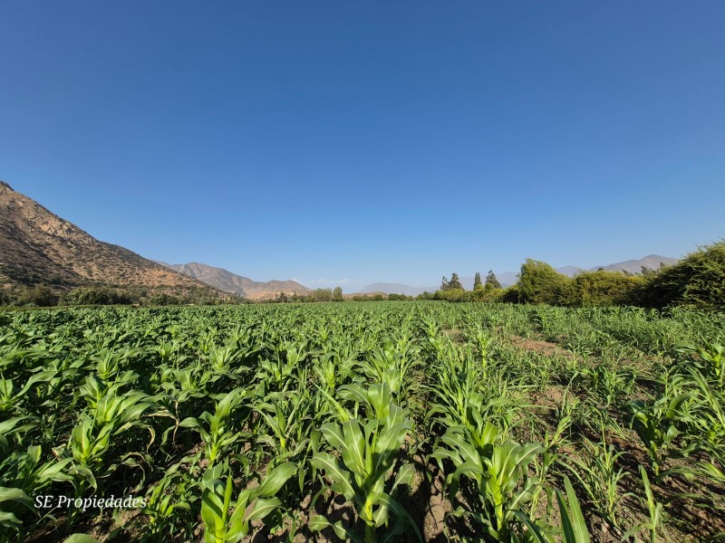 Vendo Terreno Agrícola 2 Há. Sector San José en Catemu