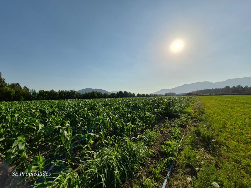 Vendo Terreno Agrícola 2 Há. Sector San José en Catemu