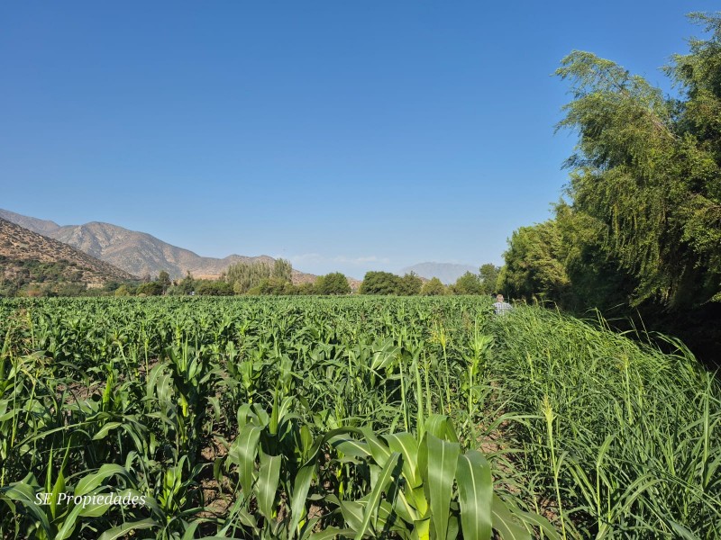 Vendo Terreno Agrícola 2 Há. Sector San José en Catemu