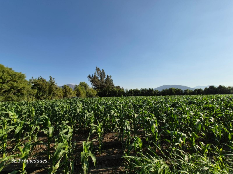Vendo Terreno Agrícola 2 Há. Sector San José en Catemu