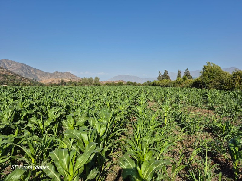 Vendo Terreno Agrícola 2 Há. Sector San José en Catemu