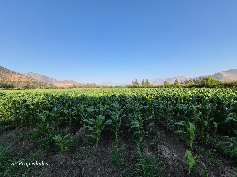 Vendo Terreno Agrícola 2 Há. Sector San José en Catemu