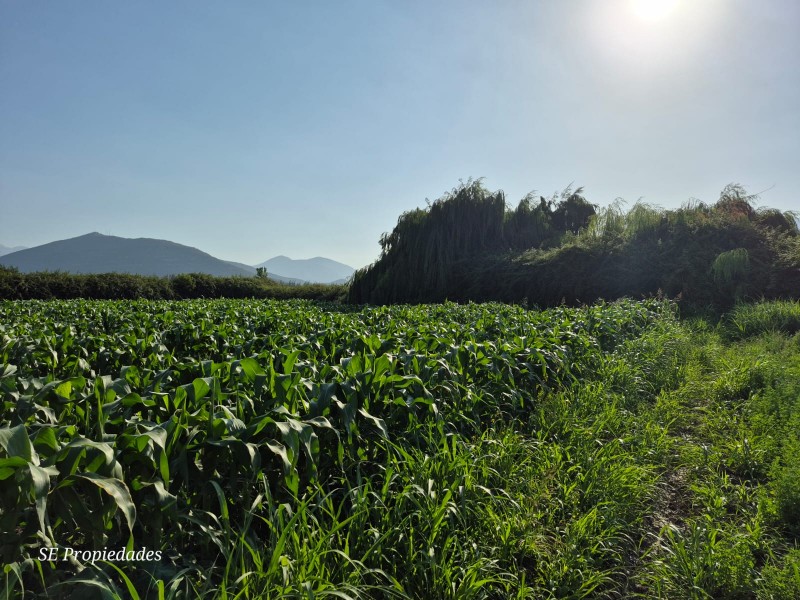 Vendo Terreno Agrícola 2 Há. Sector San José en Catemu