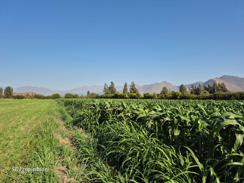 Vendo Terreno Agrícola 2 Há. Sector San José en Catemu