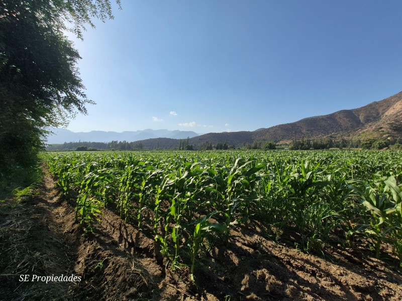 Vendo Terreno Agrícola 2 Há. Sector San José en Catemu