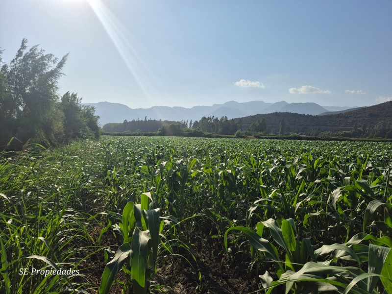 Vendo Terreno Agrícola 2 Há. Sector San José en Catemu