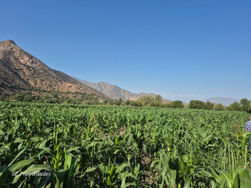 Vendo Terreno Agrícola 2 Há. Sector San José en Catemu