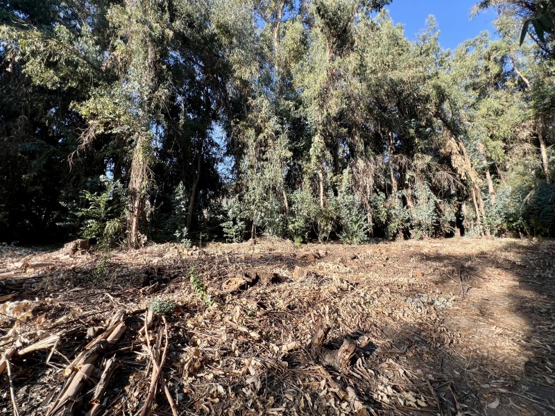 Entre Bosques, Maravillosa Parcela de 4 Há