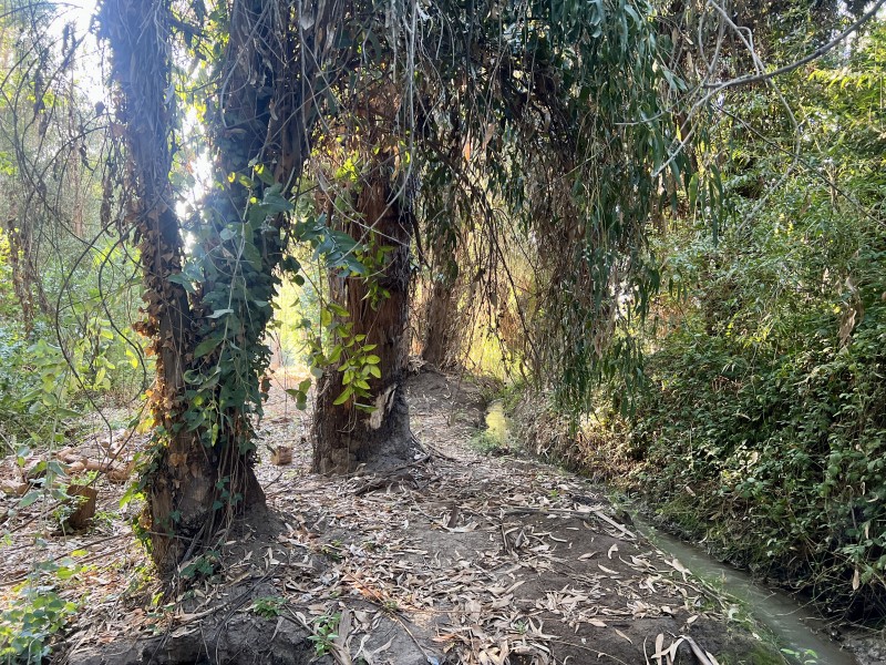 Entre Bosques, Maravillosa Parcela de 4 Há
