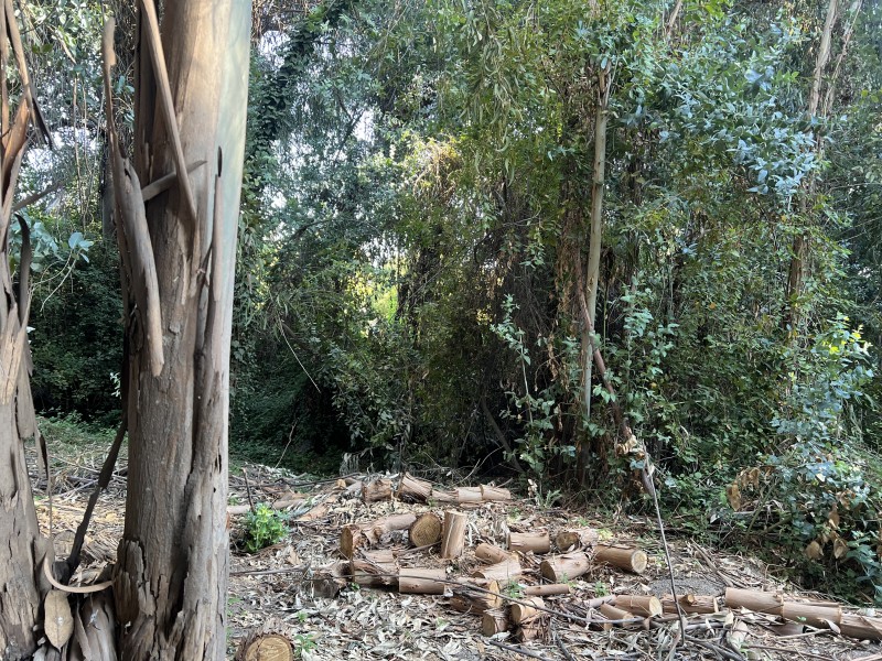 Entre Bosques, Maravillosa Parcela de 4 Há