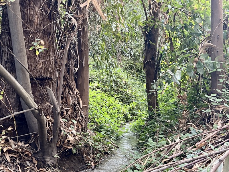 Entre Bosques, Maravillosa Parcela de 4 Há
