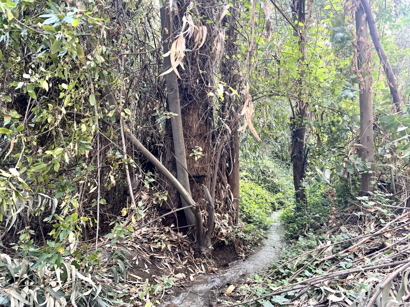 Entre Bosques, Maravillosa Parcela de 4 Há