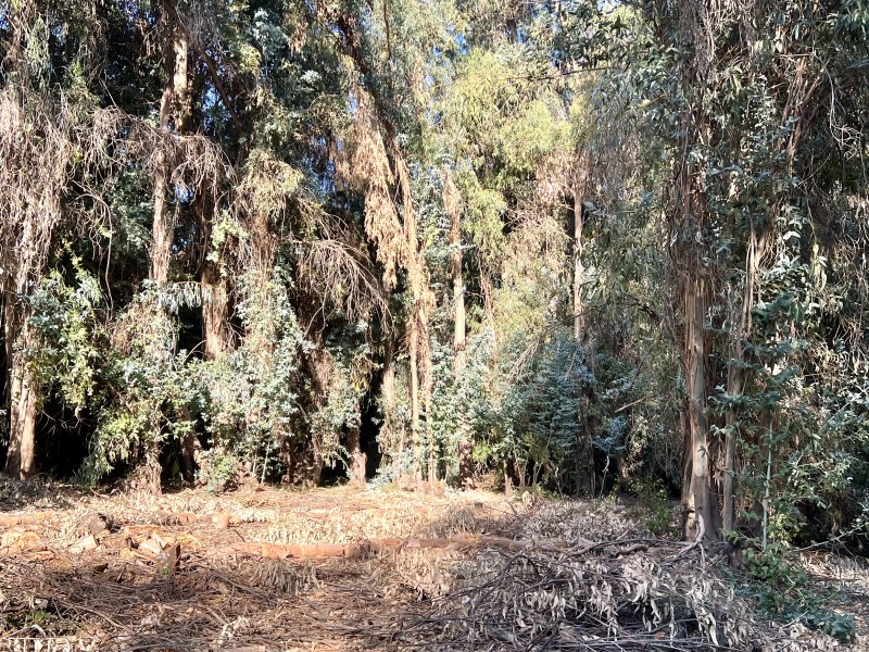 Entre Bosques, Maravillosa Parcela de 4 Há