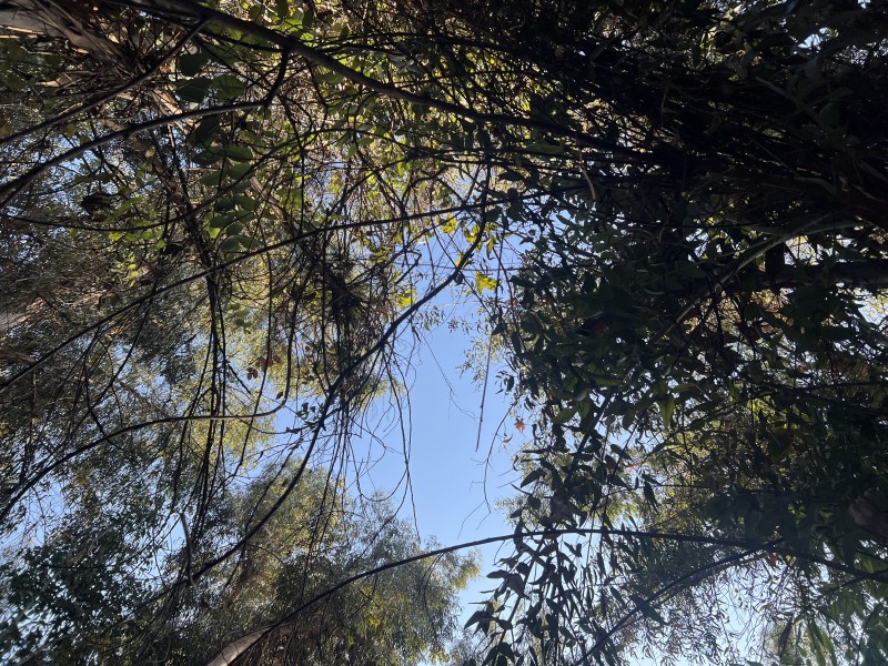 Entre Bosques, Maravillosa Parcela de 4 Há