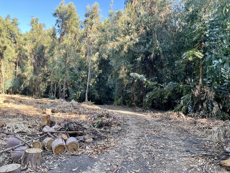 Entre Bosques, Maravillosa Parcela de 4 Há
