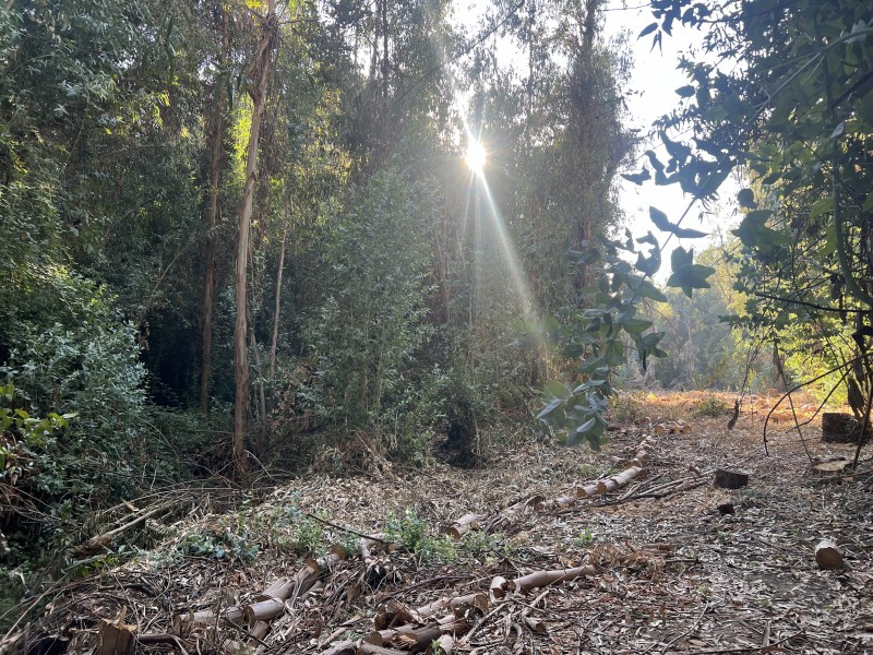 Entre Bosques, Maravillosa Parcela de 4 Há