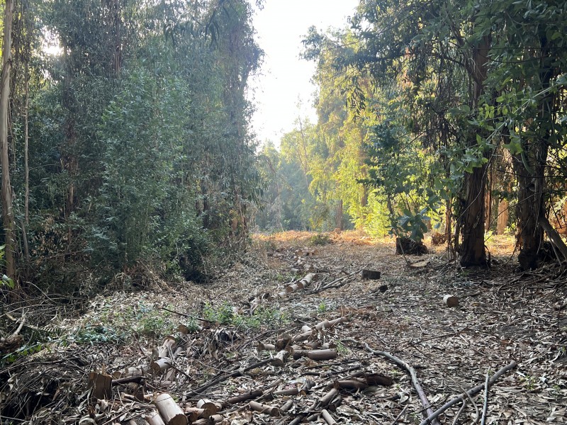 Fotografía de Entre Bosques, Maravillosa Parcela de 4 Há