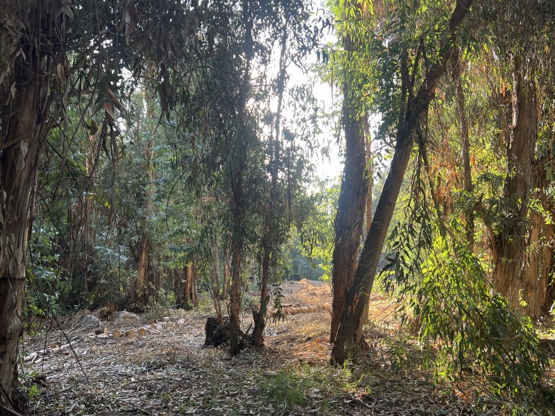 Entre Bosques, Maravillosa Parcela de 4 Há