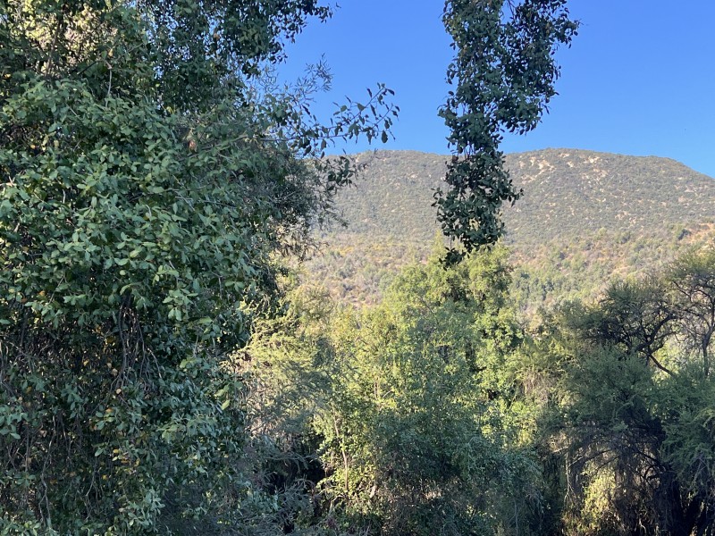 Entre Bosques, Maravillosa Parcela de 4 Há