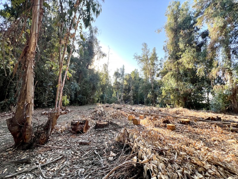 Entre Bosques, Maravillosa Parcela de 4 Há