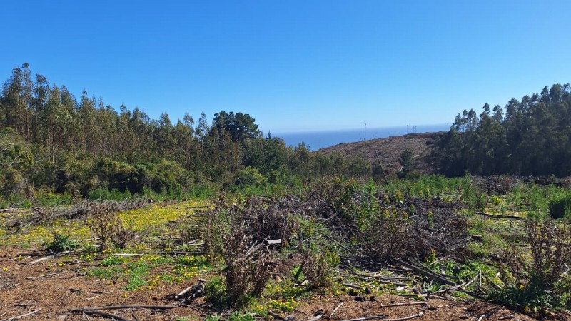 Fotografía de Venta de Terreno Con Vista Al Mar, Sector Taucu_Cobquecura
