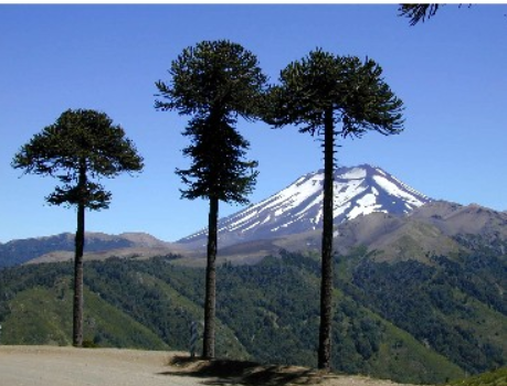 Exclusiva Parcela Cercana A Salto la Princesa, Malalcahuello