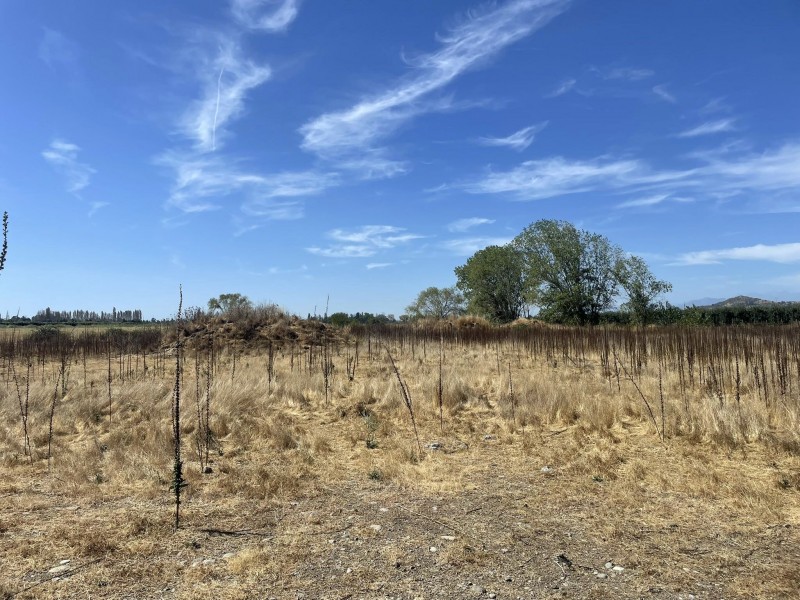 Parcela 12500 M2 en Palmas de Zapallar, Curicó (Cod. 39.826)