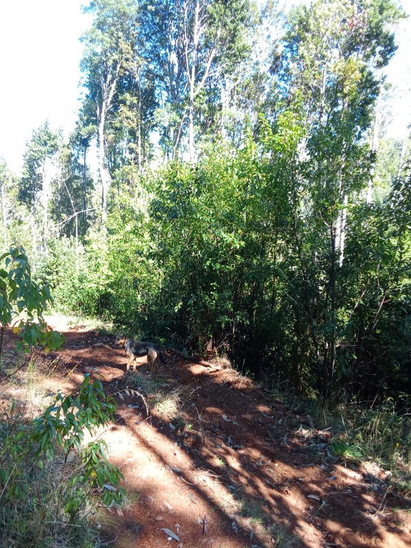 en Venta 57,4 Hectáreas en Región de los Lagos!